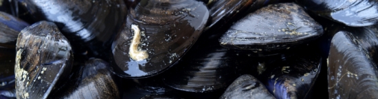 Mussels